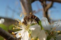 Apple tree. Insects pollinate flowers Royalty Free Stock Photo