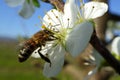 Flowering of the apple tree. Insects pollinate flowers Royalty Free Stock Photo