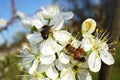 Flowering of the apple tree. Insects pollinate flowers Royalty Free Stock Photo