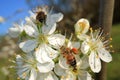 Insects pollinate flowers