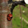 Flowering of the apple tree. The ladybirds rejoice at the beginning of spring Royalty Free Stock Photo