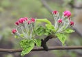 Flowering apple tree. A mature fruiting spurs with red buds