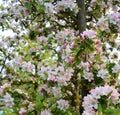 Flowering Apple tree in spring Royalty Free Stock Photo