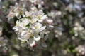 Flowering apple tree in spring, many white flowers blossom on the tree in the garden in clear weather. Spring concept, background Royalty Free Stock Photo
