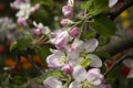 Flowering apple tree in spring, many white flowers blossom on the tree in the garden in clear weather. Spring concept, background Royalty Free Stock Photo