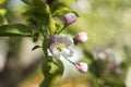 Flowering apple tree in spring, many white flowers blossom on the tree in the garden in clear weather. Spring concept, background Royalty Free Stock Photo
