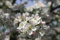 Flowering apple tree in spring, many white flowers blossom on the tree in the garden in clear weather. Spring concept, background Royalty Free Stock Photo