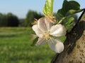 Flowering apple tree in spring . Tuscany, Italy