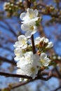 Flowering apple tree