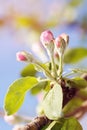 Flowering of apple-trees, the first flowers on fruit trees