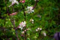 Flowering apple trees. The first spring flowers