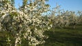 Flowering apple trees are growing in a horticultural garden