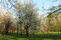 Flowering apples, pears, plums and cherries in the spring garden Royalty Free Stock Photo