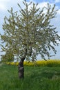 Flowering appletree in Rapeseed fields Royalty Free Stock Photo