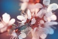 Flowering apricot, beatiful spring, flowers natural colorful background, blurred image, space for text, selective focus Royalty Free Stock Photo