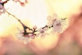 Flowering apricot, beatiful spring, flowers natural colorful background, blurred image, space for text, selective focus Royalty Free Stock Photo