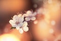 Flowering apricot, beatiful spring, flowers natural colorful background, blurred image, space for text, selective focus Royalty Free Stock Photo