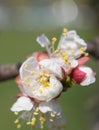 Flowering of apricot