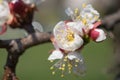 Flowering of apricot