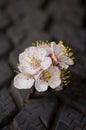 Flowering apricot branch Royalty Free Stock Photo