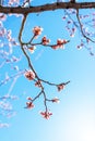 Flowering apricot branch against clear blue sky on sunny day. Apricot tree in bloom. Spring blossom background Royalty Free Stock Photo