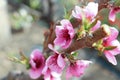 Flowering apricot branch Royalty Free Stock Photo