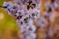 Flowering apricot branch with white pink flowers with little bee on the flower close up in spring Royalty Free Stock Photo