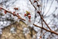 Flowering apricot branches in spring Royalty Free Stock Photo