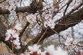 Flowering apricot branches in spring Royalty Free Stock Photo