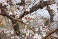Flowering apricot branches in spring Royalty Free Stock Photo