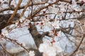 Flowering apricot branches in spring Royalty Free Stock Photo