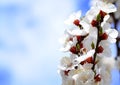 Flowering apricot close-up in early spring, free space Royalty Free Stock Photo