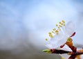 Flowering apricot close-up in early spring, free space Royalty Free Stock Photo