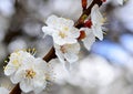 Flowering apricot close-up in early spring, free space Royalty Free Stock Photo
