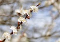 Flowering apricot close-up in early spring, free space Royalty Free Stock Photo