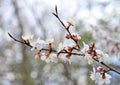 Flowering apricot close-up in early spring, free space Royalty Free Stock Photo