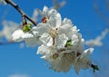 Flowering apricot close-up