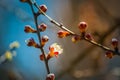 Flowering apricot flower