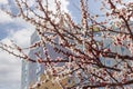 Flowering apricot tree on background of a multistory building Royalty Free Stock Photo