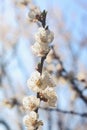 Flowering apricot tree branch