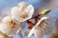 Flowering apricot tree branch close-up against blue sky Royalty Free Stock Photo