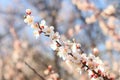 Flowering apricot tree branch