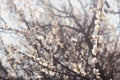 Flowering apricot tree branch