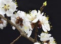 Flowering apricot tree branch isolated on a black background Royalty Free Stock Photo