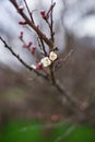 Flowering apricot tree closeup branch in spring garden Royalty Free Stock Photo