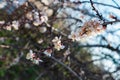 Flowering of the apricot tree in early spring in the orchard in the garden. Thin twigs with swollen buds and buds. Blooms of natur Royalty Free Stock Photo