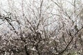 Flowering apricot. Tree with flowers. Spring. Trees in the spring. Spring flowers. Tree in bloom. The aroma of spring