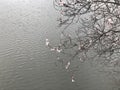 Flowering apricot tree on the lake Royalty Free Stock Photo