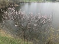 Flowering apricot tree on the lake Royalty Free Stock Photo