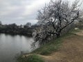 Flowering apricot tree on the lake Royalty Free Stock Photo